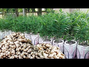Beginner's Guide to Growing Ginger | Simple & Impressive!
