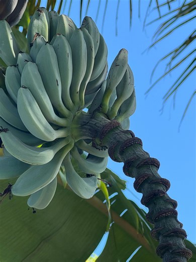 Blue Java Banana Sucker / Pup - Etsy