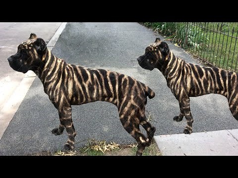 These Are 10 Rarest Colors by Dog Breeds