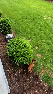 1.5K views · 725 reactions | Come back…. #deer #dog #vizsla #pointer #birddog #charleston | Palmetto Pointers | Facebook