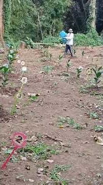 Jan 19 2026 watering coffee plant and take a video of bamboo tree