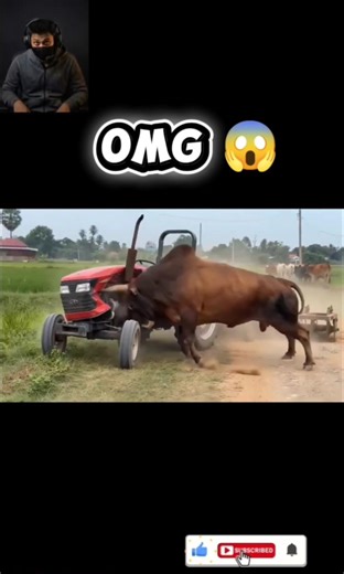 Ever Seen Such Angry Animals? 😱 | YCH Short | 0021 #shorts #elephant #attitude