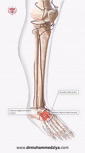 The dorsum of the foot features two notable muscles: the extensor digitorum brevis, which extends the lateral four toes, and the extensor hallucis brevis, which extends the big toe. These muscles lie superficially and are easily palpable under tendons of the extensor digitorum longus. Providing vascular supply to this region is the dorsalis pedis artery, which can be palpated between the extensor hallucis longus tendon and the extensor digitorum longus tendons, often used as a landmark for asses
