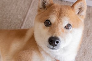1 Alternative to Shiba Inu to Buy and Hold For Decades