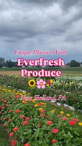 Live life in full bloom at Everfresh Produce✨🌸 Everfresh Produce gives you all the tools necessary to roam through the flower fields and build your very own fresh cut flower bouquet!💐 🌷When you arrive, stop at the cash register to grab a pair of gardening shears & milk jug - then you're off to create your beautiful bouquet! 🌻The flower fields are open to explore from late June through to October at the Everfresh Produce family farm located in New Holland, PA: 📍3145 Division Highway New Holl
