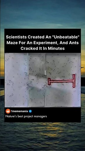 Scientists created an unbeatable maze for ants.