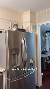 how many other cabinet kitties are out there? #cats #kuzcoskorner #cabinetkitty #catlover #catowners | kuzcopluscleo