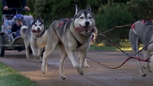 How incredible is Tasmania's Huon Valley?! 😮🔥👏 Most areas of the state experience a significant tourism downturn during winter. In the Huon, the darker days mean tourism operators have to get a little creative on how they entice people south. Do you have a favourite town or spot in the valley? 🎥: Chris Healy for ABC News | ABC Hobart
