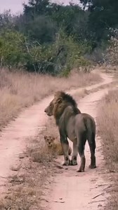 932K views · 10K reactions | Painful for this lion cub凉. infanticide among lions is a common phenomenon, particularly among male lions. This behaviour is often seen when new male lions take over a pride, as they will often kill cubs that are not their own to facilitate their own breeding opportunities. #lions #lion #bigcats #lioncub | Wildfriends Africa | Facebook