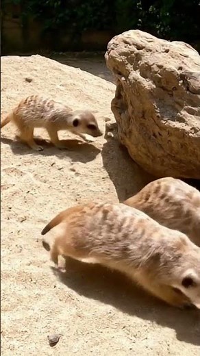 Meerkat pups. Playing and exploring their habitat