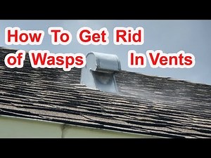 How To Get Rid of Wasps in Vent