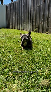 72K views · 3.6K reactions | The multivitamin from @dogishuman has been a game changer for Lavender & Latte, especially during allergy season. It's transformed their itchy skin and overall health, and they love the taste! If you haven't already, use code 헟헔헩ퟯퟬ for ퟯퟬ% 헢헙헙, their biggest promo yet! | Dog is Human | Facebook