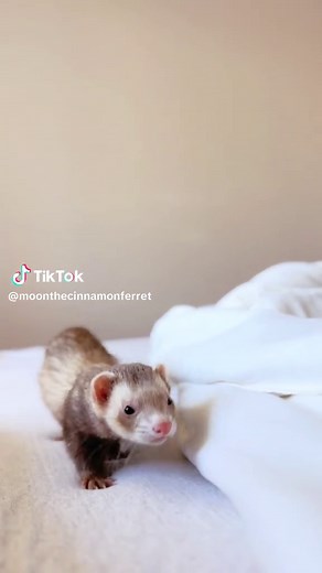 Discover the Fascinating World of Ferrets