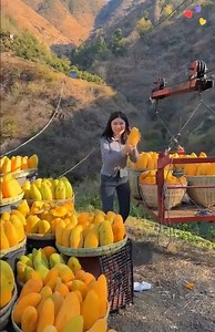 3.6M views · 64K reactions | Explore this beautiful fruit garden paradise | Bloom | Facebook
