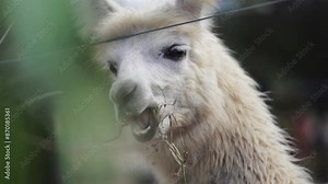 A serene white llama eating peacefully. Perfect for nature and wildlife themes.