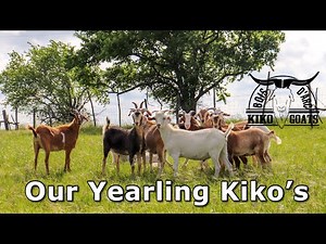 Check out our Yearling Kikos | Where our Breeding Program Is Heading | Kiko Meat Goats | Kiko Goats