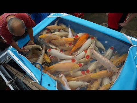 Best Koi Fish Videos - 2023 Japan Compilation