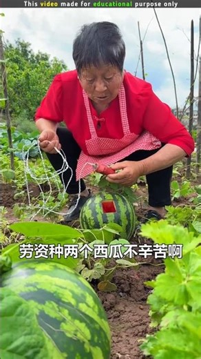 Grandma's Watermelon🍉 Part-1|New Viral Gadgets, Smart Appliances, Kitchen Utensils/ Home Inventions