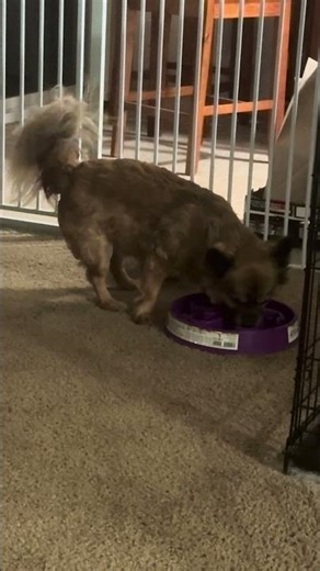 Loves eating other dogs food