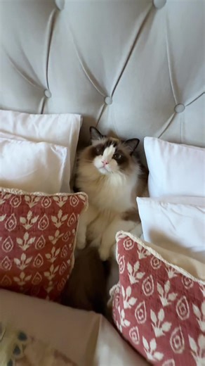 Avoiding Bedbugs in Your Airbnb: Tips for Cat Lovers