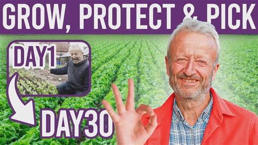 Mastering lettuce: Tips and tricks for growing, sowing, and protecting your crop