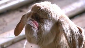 VIDEO: ,Meet the cyclops baby goat, that vets say is 'healthy'