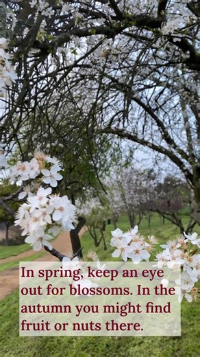 3.1K views · 14 reactions | A wild food map is a simple way to...