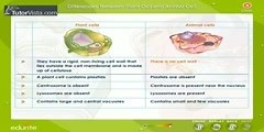 Comparison Of Plant Cell And Animal Cell