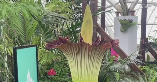 Rare corpse flower blooms in San Francisco
