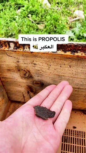 Propolis-the bees’ natural protector. 🐝🧡 It’s a resin collected from tree buds and bark, used by bees to seal and protect their hive from bacteria and viruses. Rich in antioxidants and known for its healing properties, propolis is one of nature’s most powerful natural defenders. @jarhoneyofficial