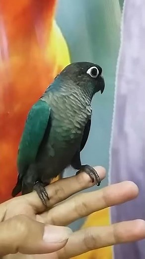 Turquoise green cheek conure