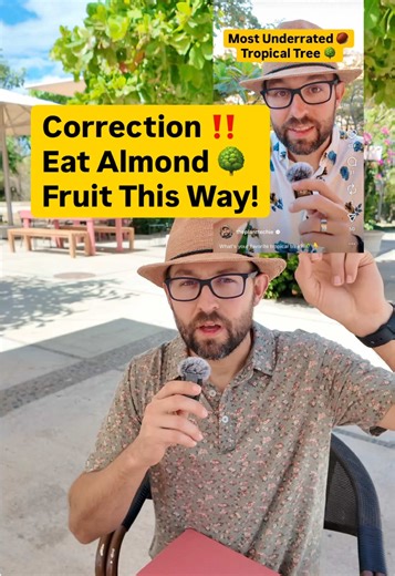 Discover the Tropical Almond Tree's Delicious Fruit