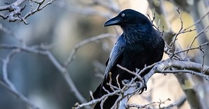 Crows Join Apes and Humans as Animals That Can Make Compound Tools