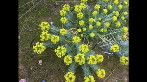 2.2K views · 46 reactions | Local habitat needs your help!  Invasive...