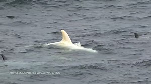 VIDEO: Rare albino baby dolphin spotted in Monterey Bay