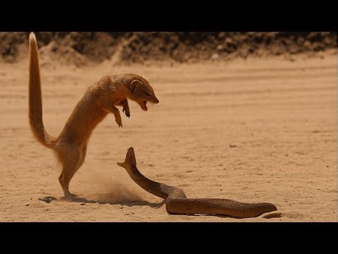 Snake's Battle for Survival - Hunter and Prey | Claw Wildlife