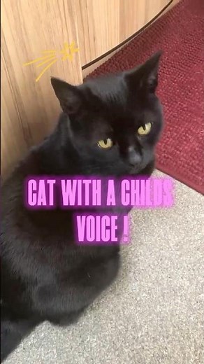 WAIT FOR THE VOICE cat sounds like a small child #cutecats #cat #clevercats #funnycats