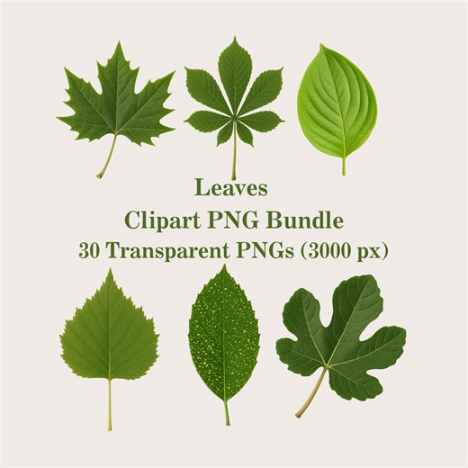 Leaves Clipart: Leaf PNG Bundle, 30 Transparent PNG, Digital Botanical Clip Art - Etsy Canada