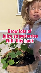 23 reactions | Tired of birds stealing your strawberries? Try this hack: pop a clear bag over the fruit while it ripens — sunlight gets in, birds stay out! ✨ More strawberries for you, zero for the birds  #GardenHacks #StrawberrySeason #GrowYourOwn #FrugalGardening #ZeroWasteGarden | Olivia's World | Facebook