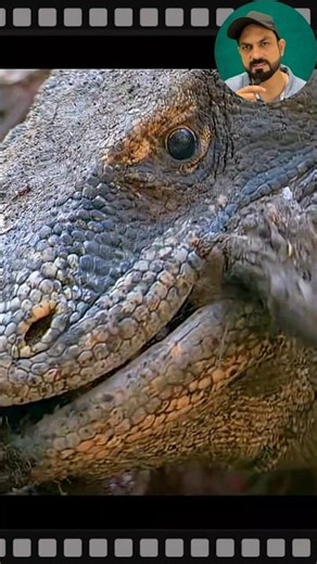 Is Komodo dragon the biggest venomous animal? #shorts