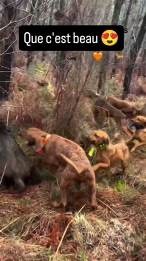 sanglier face à la Meute 😍 #chasse