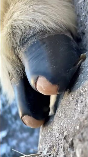 Mountain Goat Climbs a Near-Vertical Dam Wall | Incredible Wildlife Moment #animals