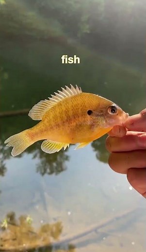 BIG CATFISH eats SMALL FISH!? #fishing #viral