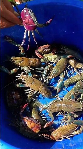 How To Catch Crayfish With A Trap And Bait