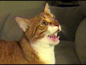 Singing Cats ft. The Rapping Dog