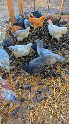 What Happened To The Chicks Leaf Party? #chickens