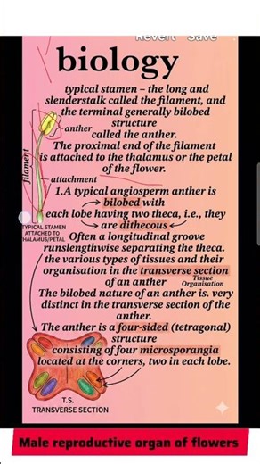 male reproductive part of flower #biology #shorts #upsc biology #scienceguide #generalawareness