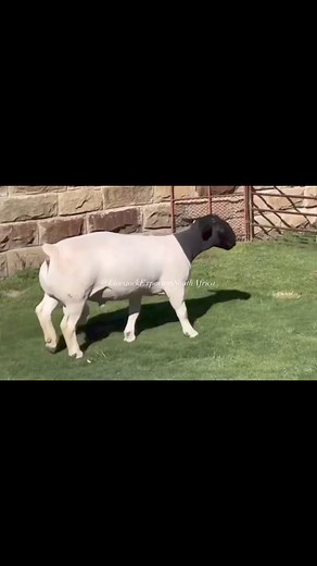 Dorper sheep Rams and Boer goat Rams. which is more stud ? 🤩. ‼‼ ‼‼ ‼‼ ‼‼ ‼‼.BLACK HEAD DORPER SHEEP RAMS ❇️❇️ AVAILABLE. LIVESTOCK EXPORTERS SOUTH AFRICA,We are number one exporters of BLACK HEAD DORPER SHEEP ( EWES / FEMALES ), a few of our other Live stocks include; 1.cattle, 2.dairy, 3.sheep, 4rabbits, 5.ostrich, 6.Turkey, 7.Boer GoatsAnd a well-developed poultry and egg industry .On all inquiries on our Premium Quality Livestock, contact;Email: info.livestockexporters@gmail.com Call / Text