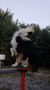 18K views · 425 reactions | The howling | Omar and Monkey | Facebook