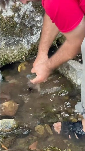 Bare hand trout fishing #food #fishing #animallife
